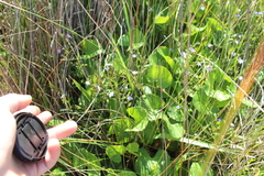 Ornduffia parnassifolia