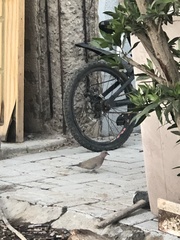 Streptopelia senegalensis