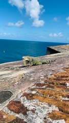 Iguana iguana