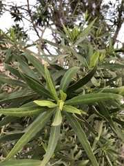 Podocarpus macrophyllus