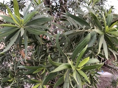 Podocarpus macrophyllus