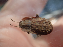 Mitua tuberculicostata