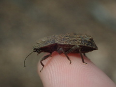 Mitua tuberculicostata