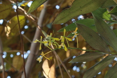 Epidendrum veroscriptum