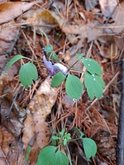 Corydalis humilis
