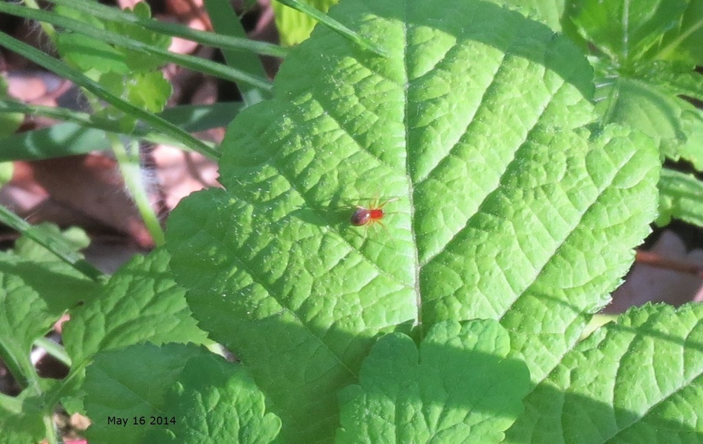 Paidiscura subpallens