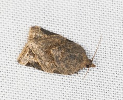 Neocalyptis affinisana