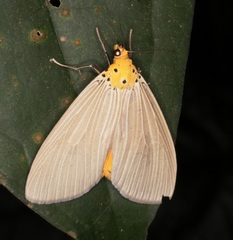 Neochera inops