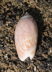Agaronia gibbosa