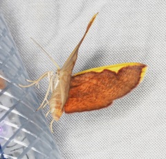 Nothomiza flavicosta