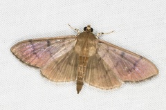 Omiodes pernitescens