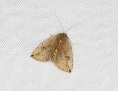 Rivula plumipes