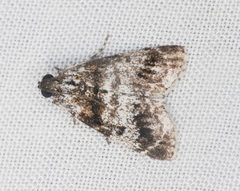 Salma ridiculalis