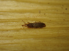 Arecocryptus bellus