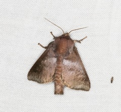 Griseothosea fasciata