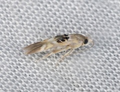 Hieromantis arcuata
