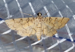 Lamprosema tampiusalis