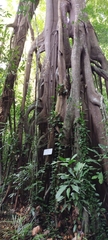 Ficus callosa