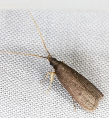 Lecithocera platomona