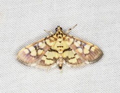 Lygropia distorta