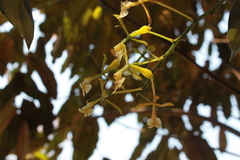Epidendrum veroscriptum