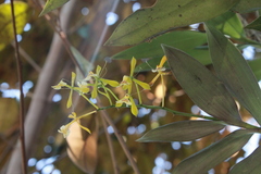 Epidendrum veroscriptum