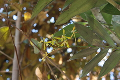 Epidendrum veroscriptum