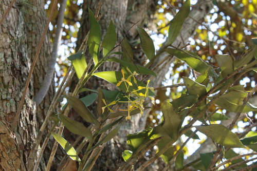 Epidendrum veroscriptum, photograph 6