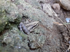 Ptychadena mossambica