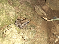 Ptychadena mossambica