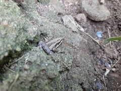 Ptychadena mossambica