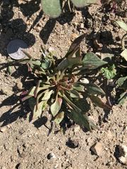 Claytonia rubra rubra