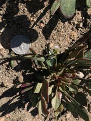 Claytonia rubra rubra