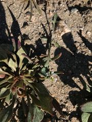 Claytonia rubra rubra