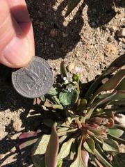 Claytonia rubra rubra