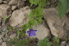 Geranium saxatile