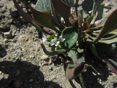 Claytonia rubra rubra