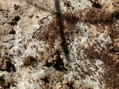 Pheidole californica