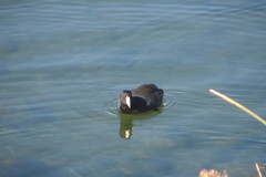 Fulica americana