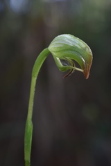 Pterostylis hispidula