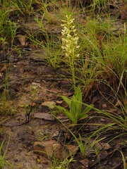 Habenaria elongata