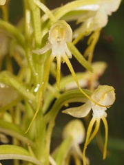 Habenaria elongata