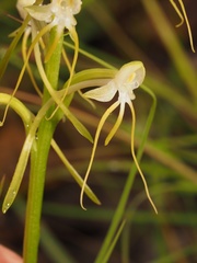 Habenaria elongata