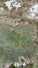 Leprocaulon adhaerens