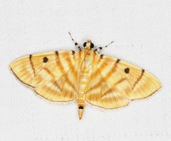Notarcha tigrina