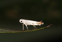 Proleucoptera