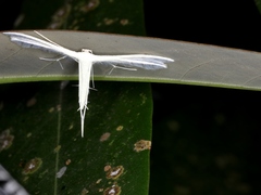 Pterophorus