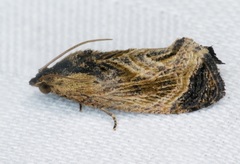 Cryptophlebia repletana