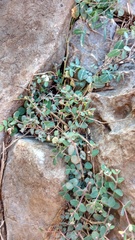 Euphorbia villifera
