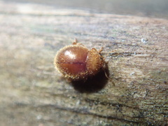 Adoxellus flavihirtus